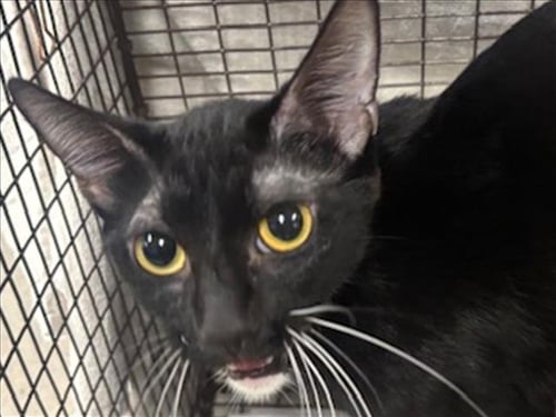 DUSK - Domestic Short Hair available for adoption