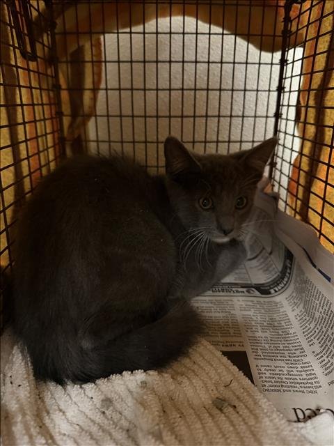PUMPKIN - Domestic Short Hair available for adoption