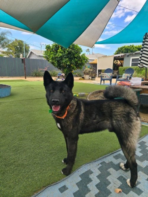 ALLEN - Belgian Shepherd Malinois / Akita available for adoption