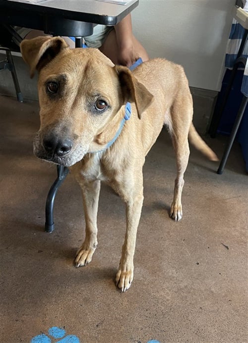 ZIGGY - Labrador Retriever available for adoption