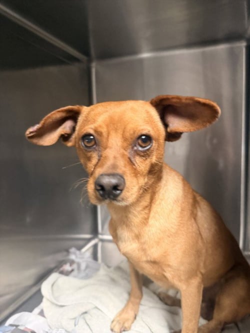BROWNY - Chihuahua available for adoption