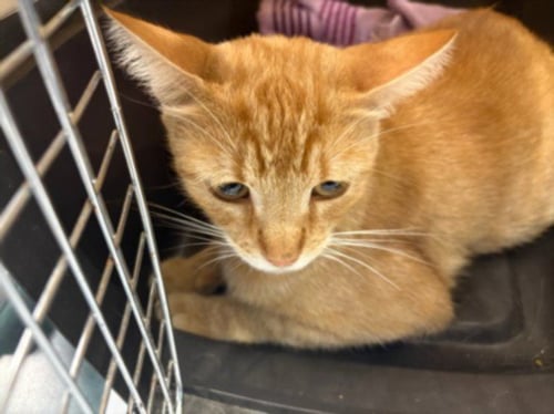 CHEETO PUFF - Domestic Short Hair available for adoption