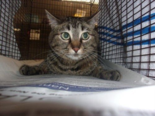 GINGER - Domestic Medium Hair available for adoption
