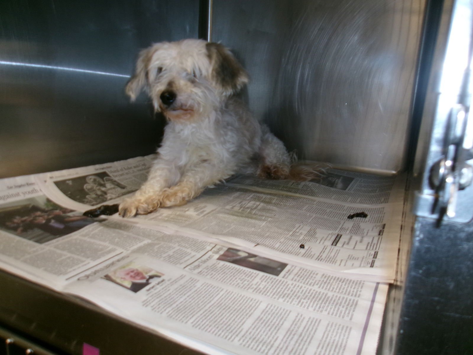 BELLA - Poodle (Miniature) / Shih Tzu available for adoption