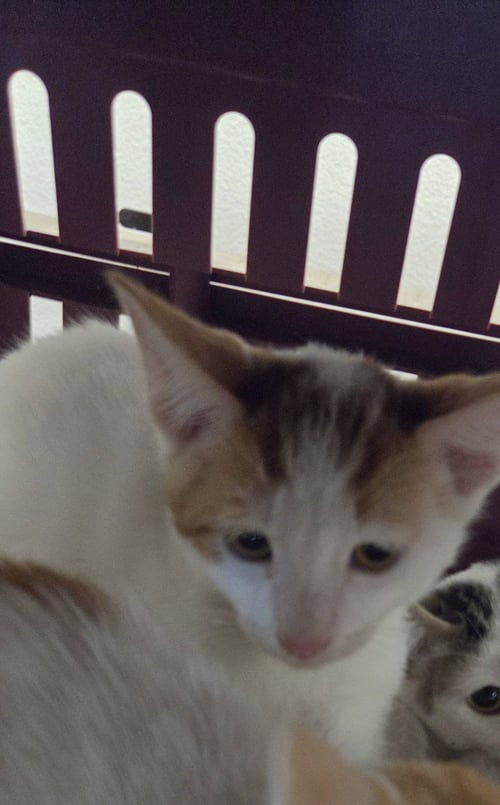 CHAI - Domestic Medium Hair available for adoption