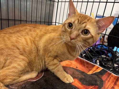BOWIE - Domestic Short Hair available for adoption