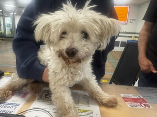 GENE - Poodle (Toy) available for adoption