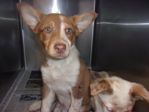 DEDUEX - Australian Cattle Dog/Blue Heeler available for adoption