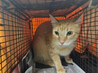 DEWEY - Photo 1