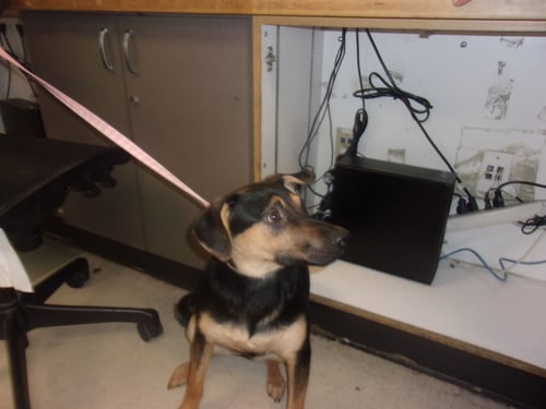 KIRA - German Shepherd Dog available for adoption