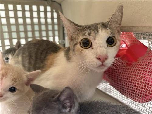 A2294784 - Domestic Short Hair available for adoption