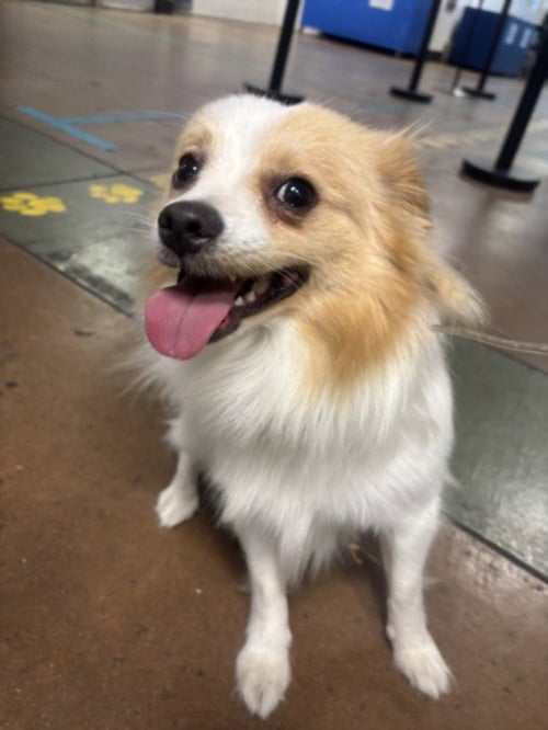TEMBER - Pomeranian available for adoption
