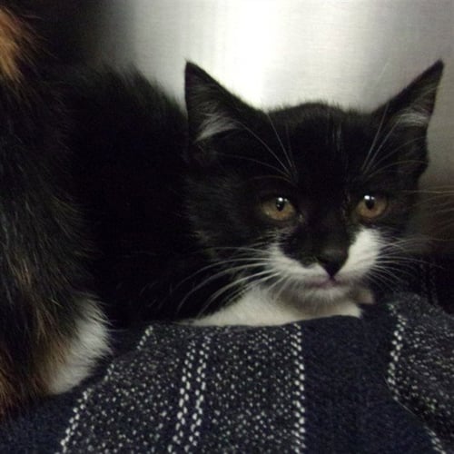 CRUELLA - Domestic Short Hair available for adoption
