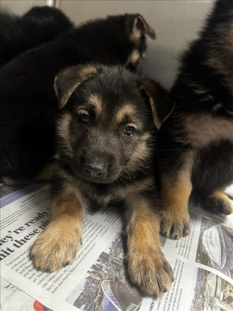 LEON - German Shepherd Dog available for adoption