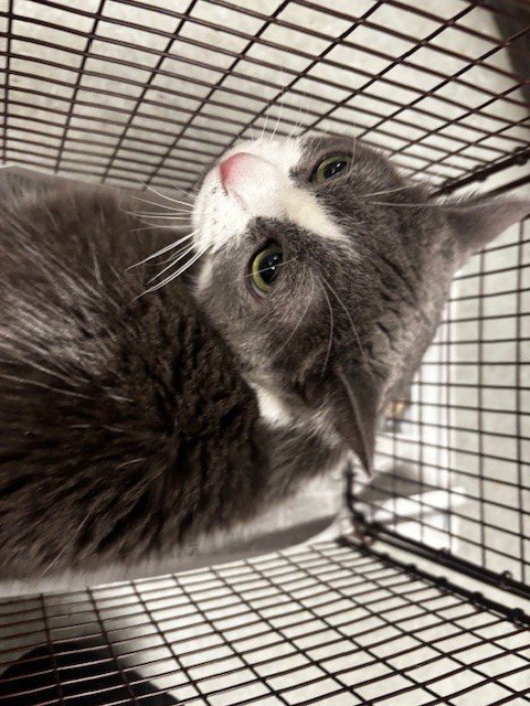 KITTY Image
