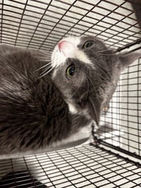 KITTY - Photo 1
