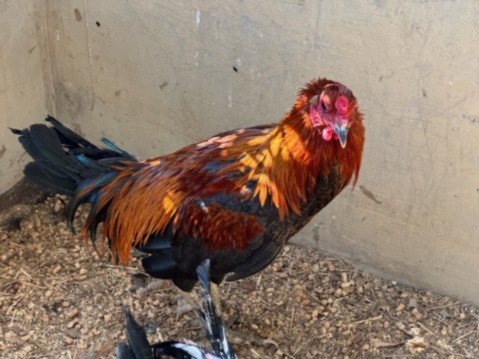 ALARM CLOCK - Chicken available for adoption