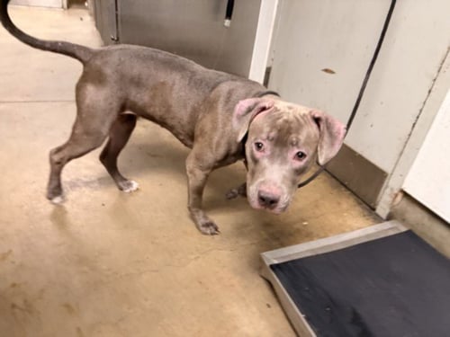NENA - Pit Bull Terrier available for adoption