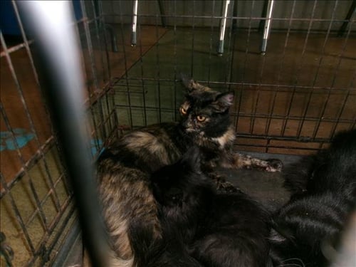 ESTELLA - Domestic Short Hair available for adoption