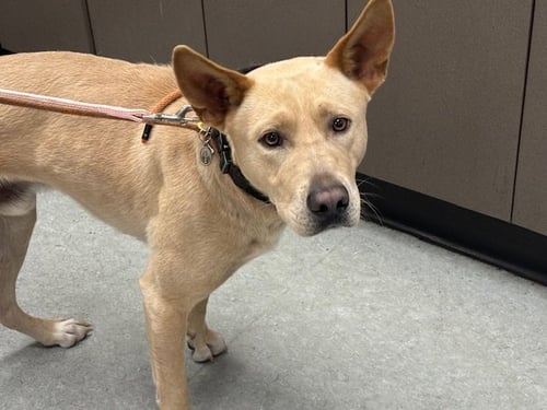PEACHES - German Shepherd Dog available for adoption