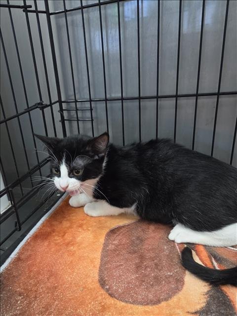 A2296682 - Domestic Short Hair available for adoption