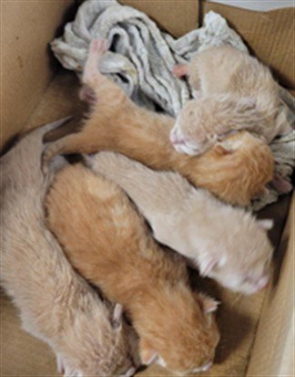TAWNY Image