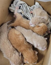 TAWNY - Photo 1