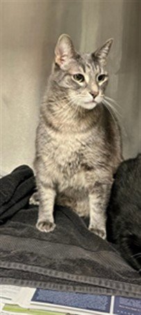 MUFASA - Domestic Short Hair available for adoption