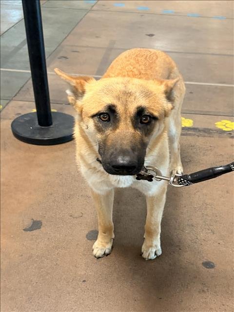 NALA - Belgian Shepherd Malinois available for adoption