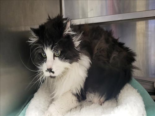 ROXY - Domestic Long Hair available for adoption