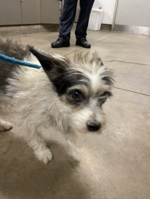 REYNA - Toy Fox Terrier available for adoption