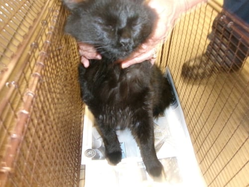 AXEL - Domestic Short Hair available for adoption