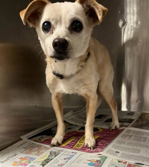 CANDY - Chihuahua available for adoption