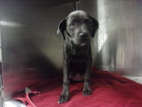BLUI - Pit Bull Terrier available for adoption