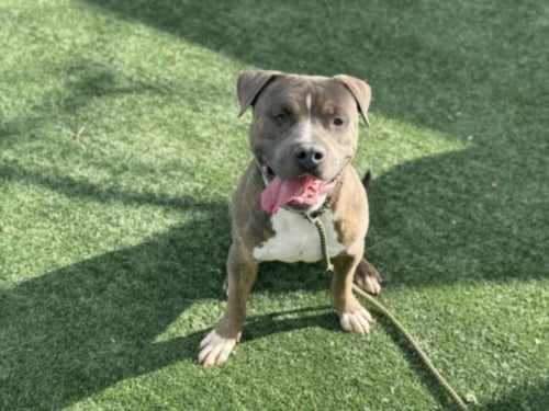 GRAY - Staffordshire Bull Terrier available for adoption