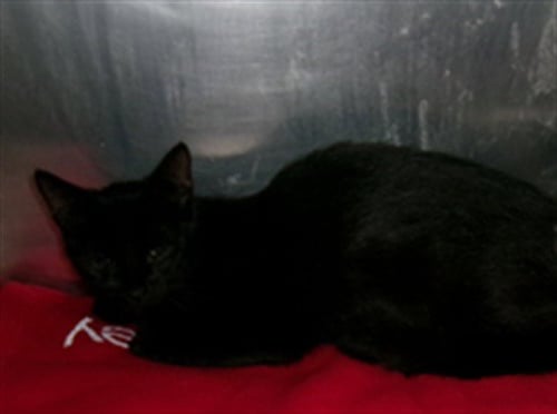 DINA - Domestic Short Hair available for adoption
