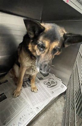 WARWICK - German Shepherd Dog available for adoption