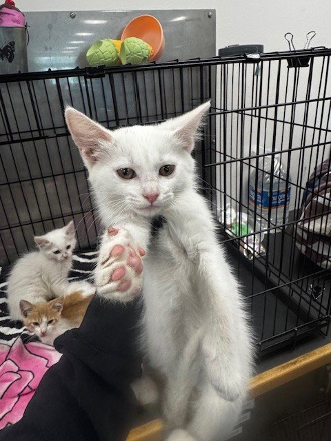 BRYANA - Domestic Short Hair available for adoption