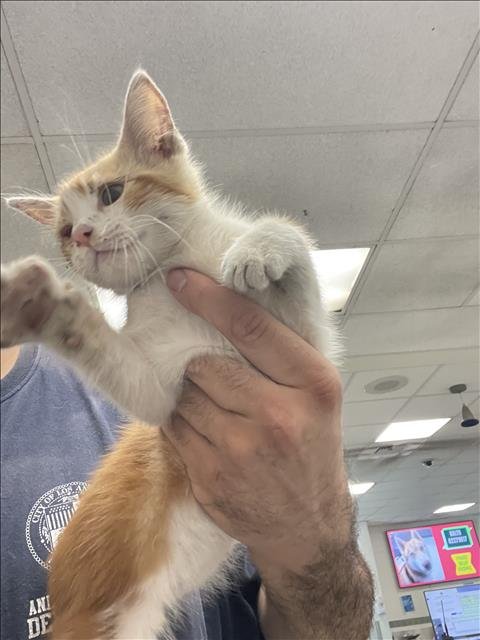 FANTA - Domestic Short Hair available for adoption