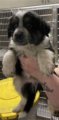 FOSTER - Australian Shepherd available for adoption