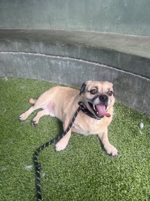 BUGS - Pug available for adoption