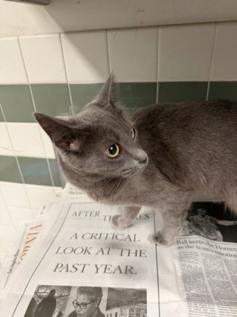 ROSIE Image