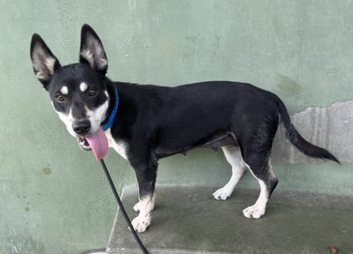 BELLAKA - Husky available for adoption