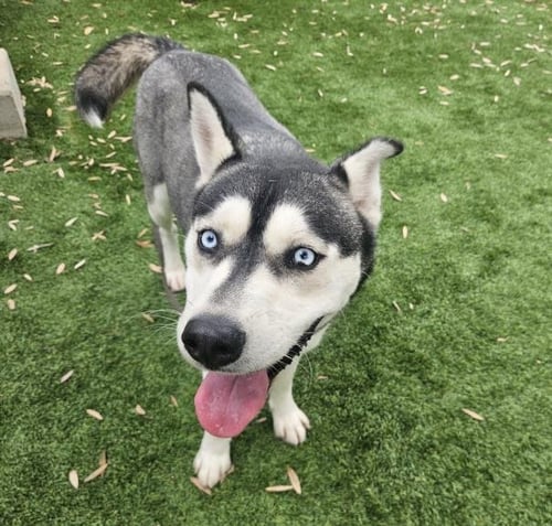 HONEY - Siberian Husky available for adoption