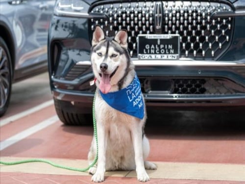 HONEY - Siberian Husky available for adoption