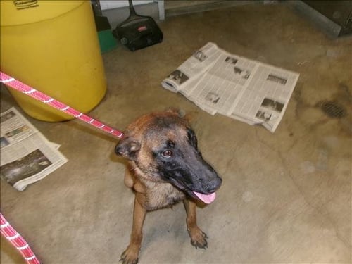 GRUMPY - Belgian Shepherd Malinois available for adoption