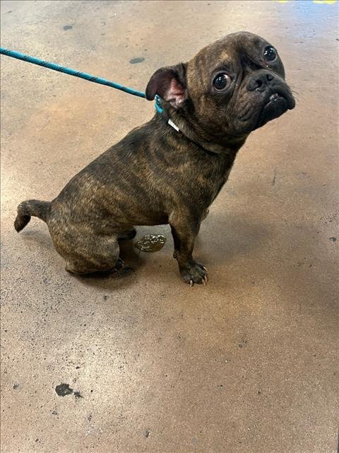 BLUE - French Bulldog available for adoption