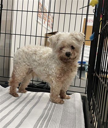 CHARLIE - Maltese available for adoption