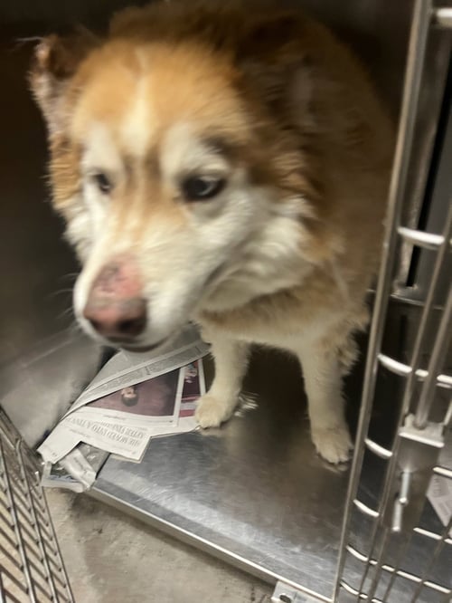 CHARLIE - Siberian Husky available for adoption