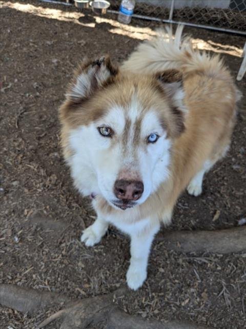 CHARLIE - Siberian Husky available for adoption
